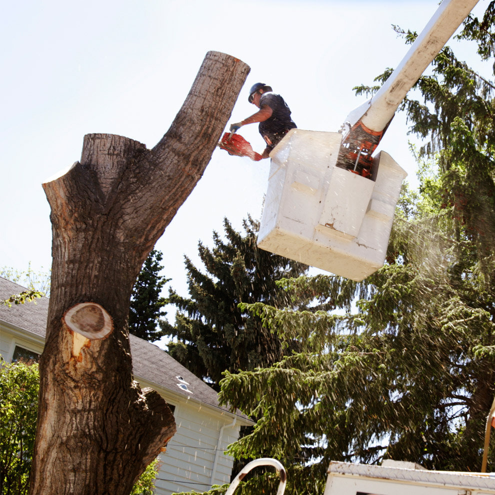 Tree Trimming & Removal