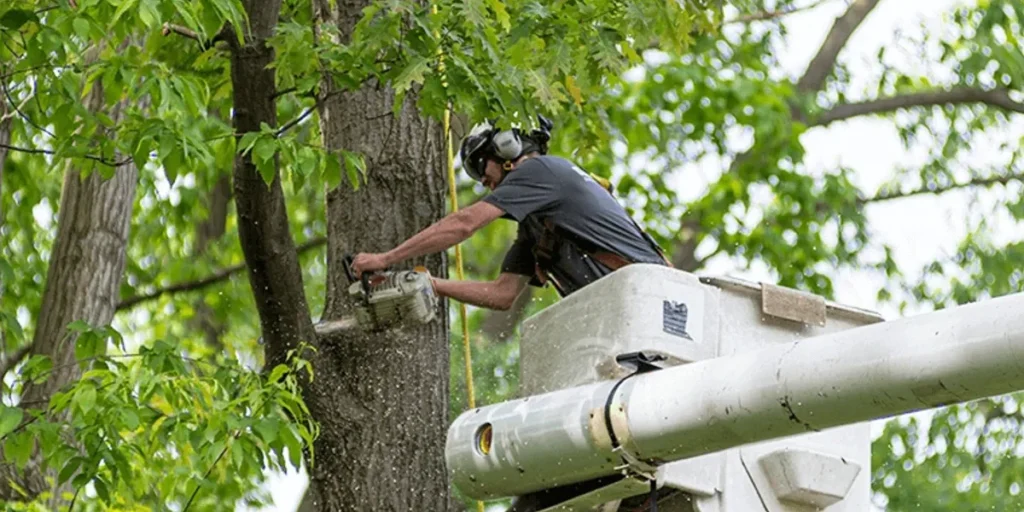 Tree Trimming & Removal Tree Trimming & Removal