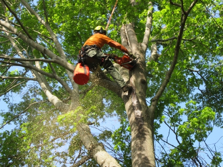 Tree Trimming & Removal Tree Trimming & Removal