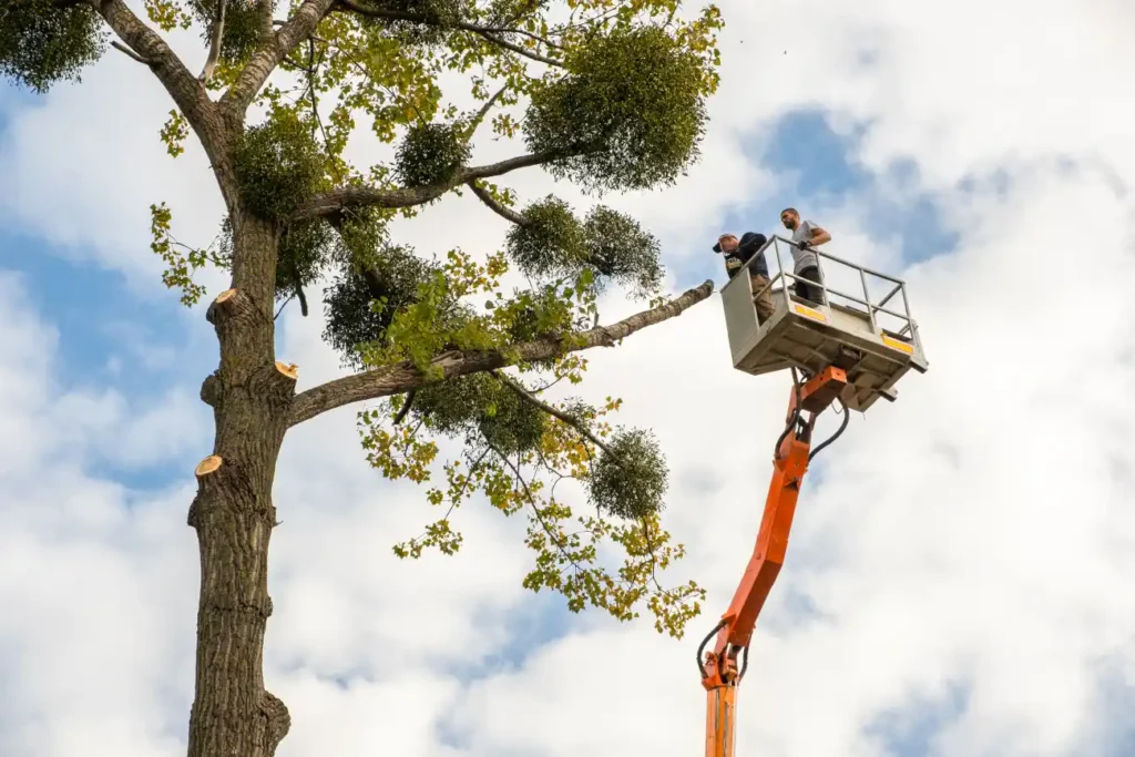 Tree Trimming & Removal