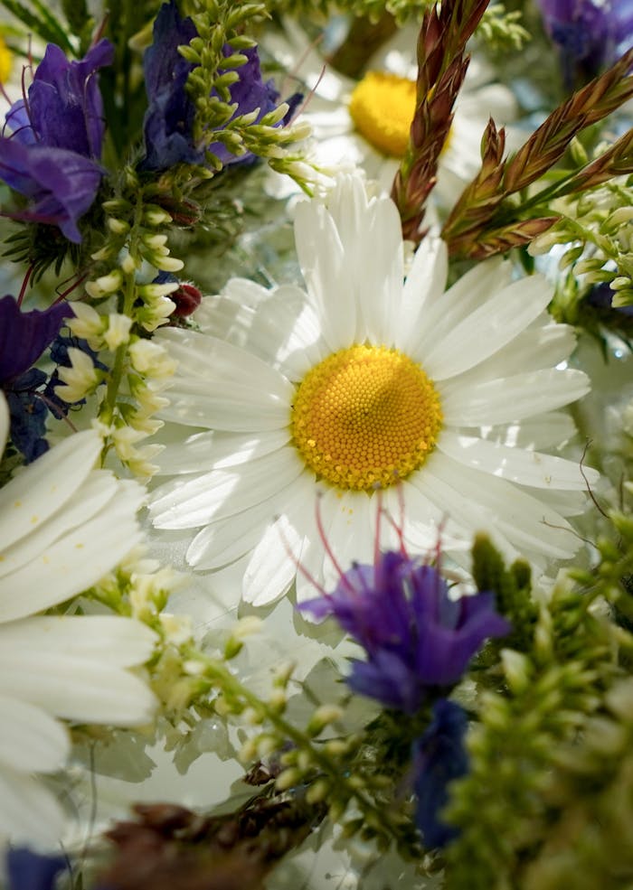 A closeup of daisies surrounded by colorful wildflowers, showcasing nature's beauty.
