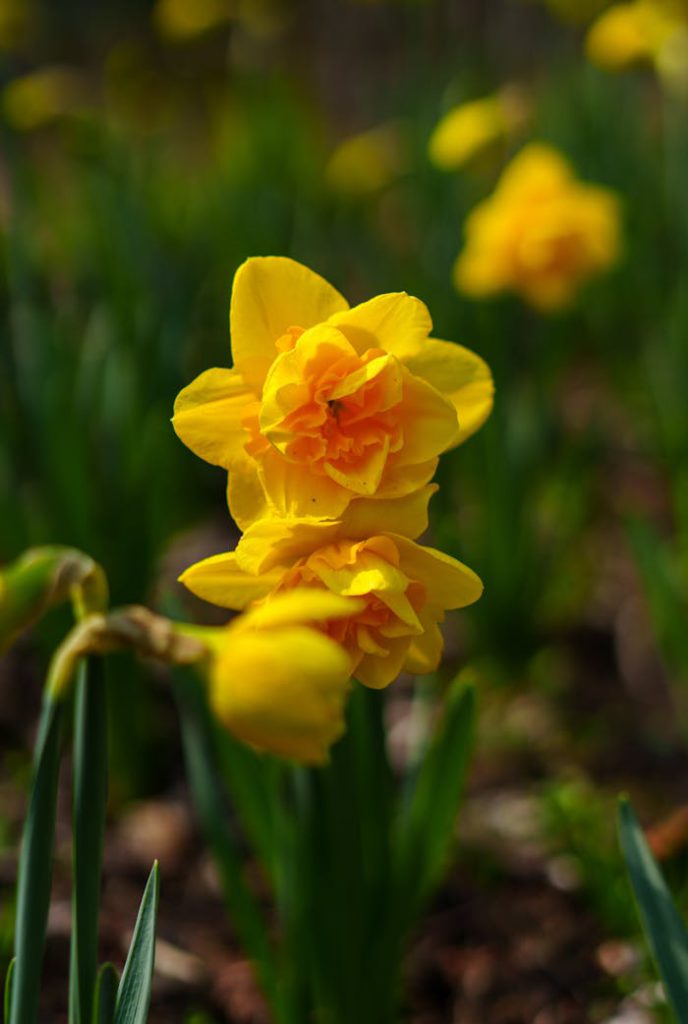 Close-up of bright yellow daffodils in full bloom, capturing the essence of spring.