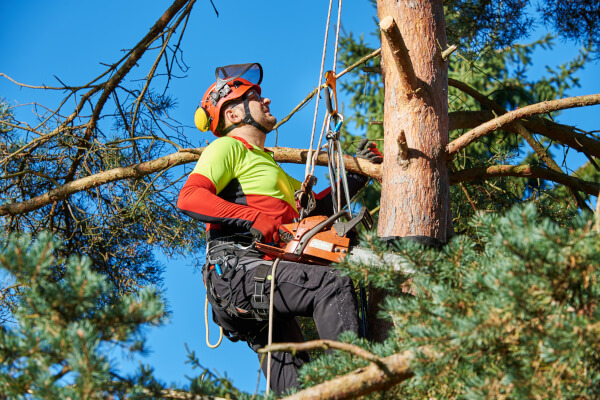 Tree Trimming & Removal Tree Trimming & Removal
