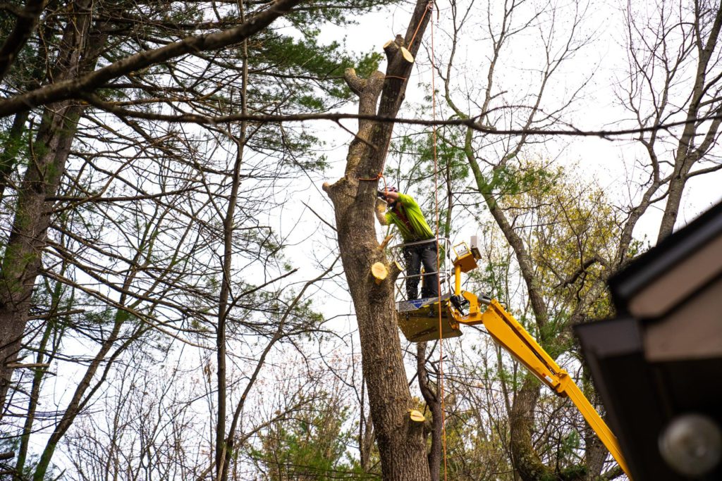 Tree Trimming & Removal Tree Trimming & Removal