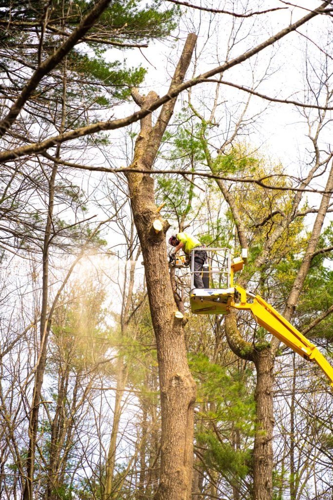 Tree Trimming & Removal