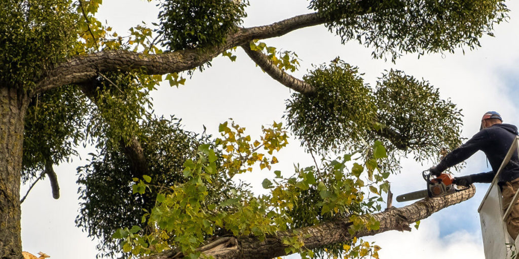 Tree Trimming & Removal Tree Trimming & Removal